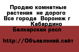 Продаю комнатные растения  не дорого - Все города, Воронеж г.  »    . Кабардино-Балкарская респ.